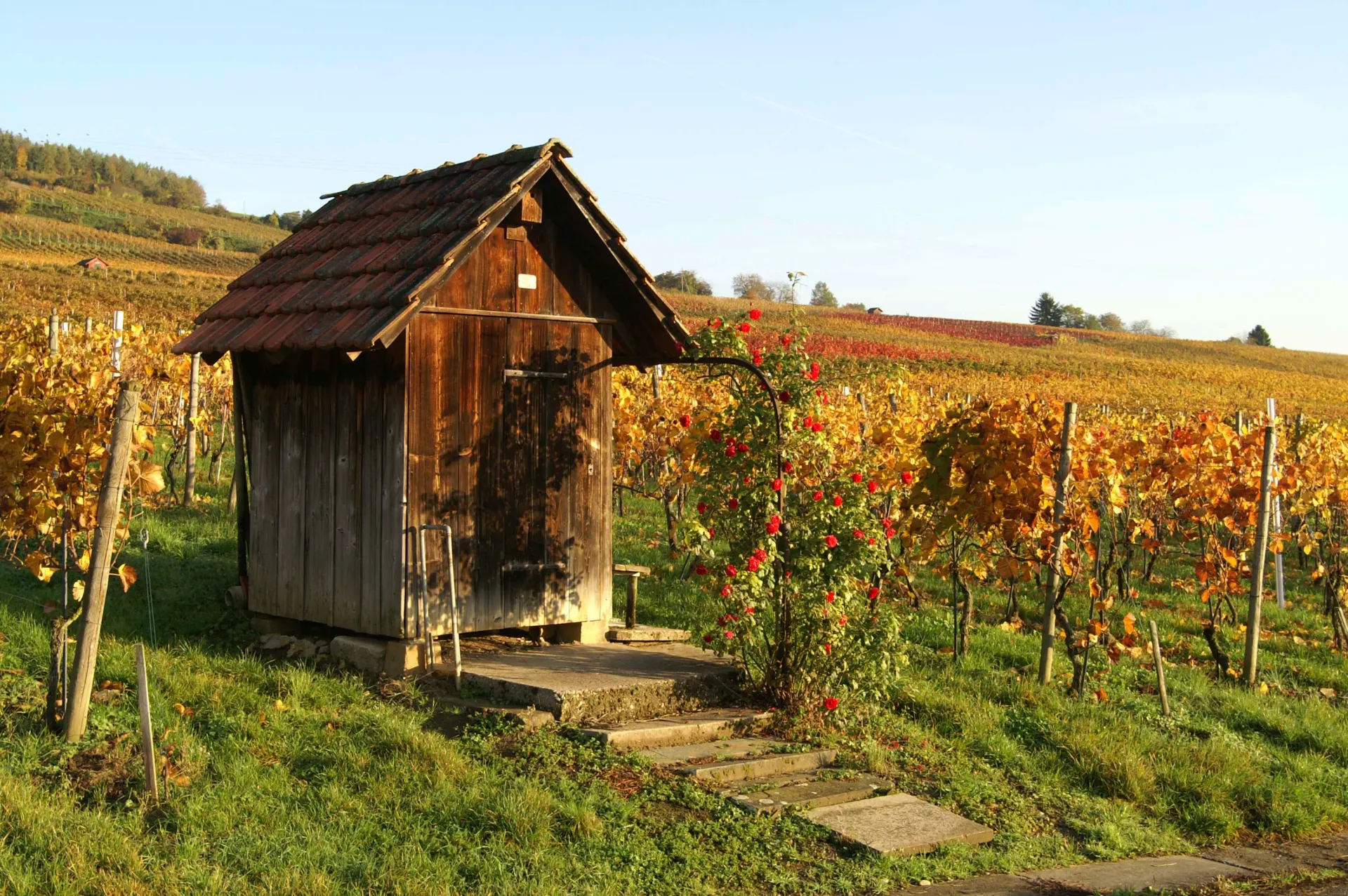 Traditional wooden vineyard hut surrounded by golden autumn vines under a clear blue sky.